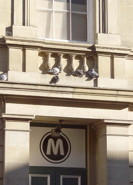 Nuns_Nelson_St_Pigeons